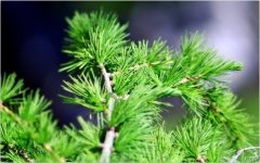 如果特朗普继续留在台湾，北京将取消手套：中国日报